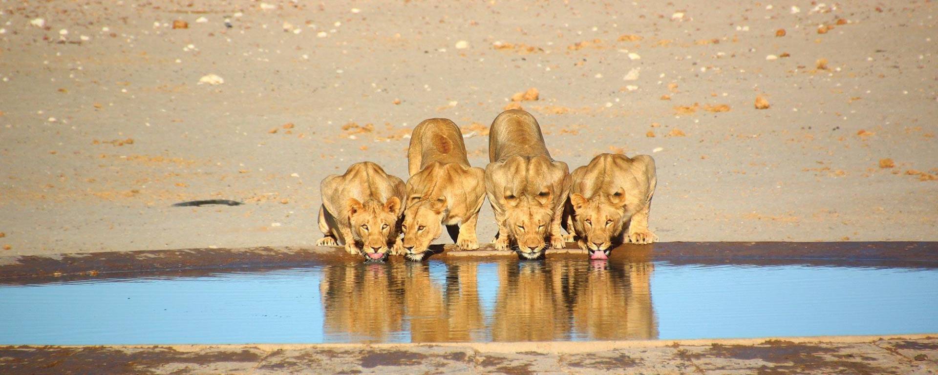 Löwen am Wasserloch im Etoscha Nationalpark