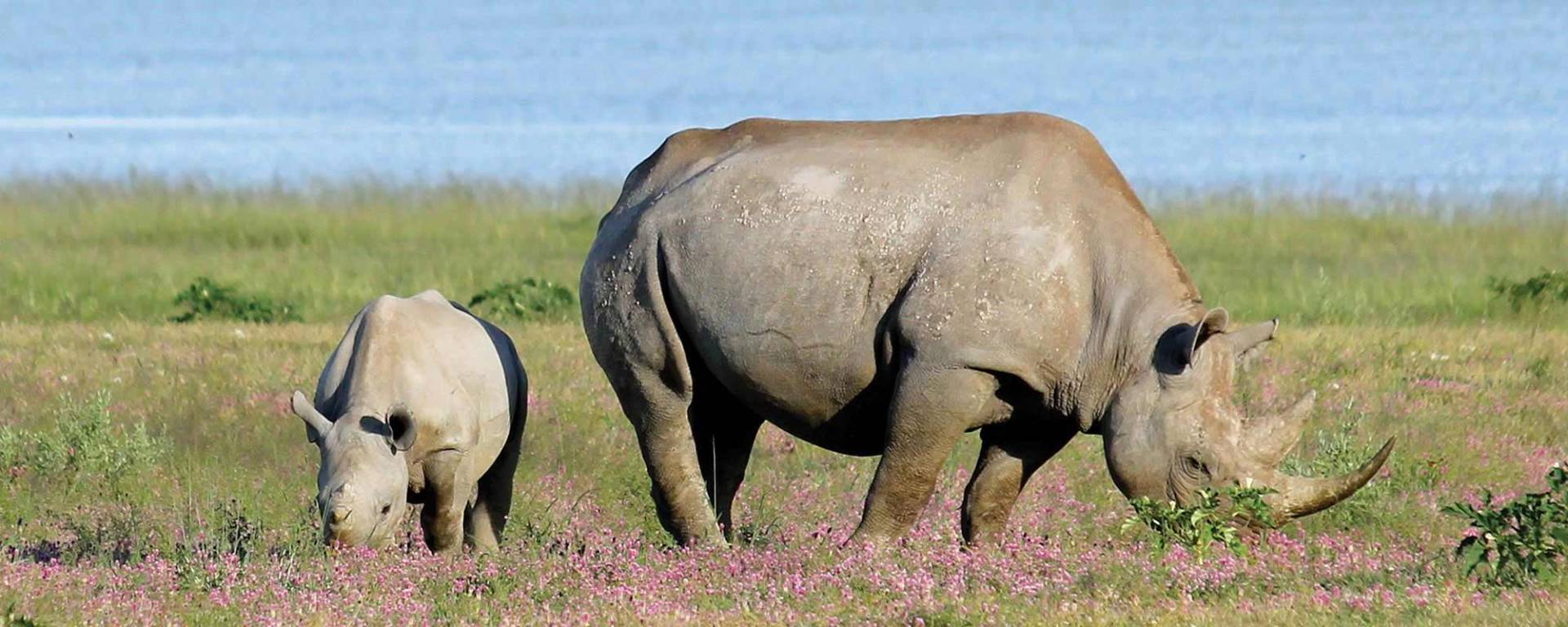 Rhino Conservation Project at Kuzikus