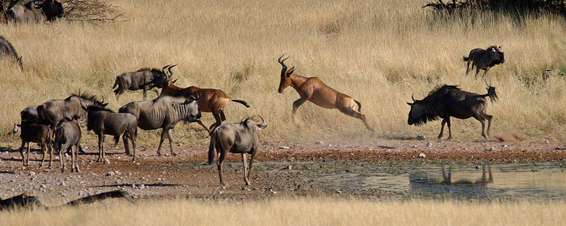 Red hartebeest and wildebeest at the pan