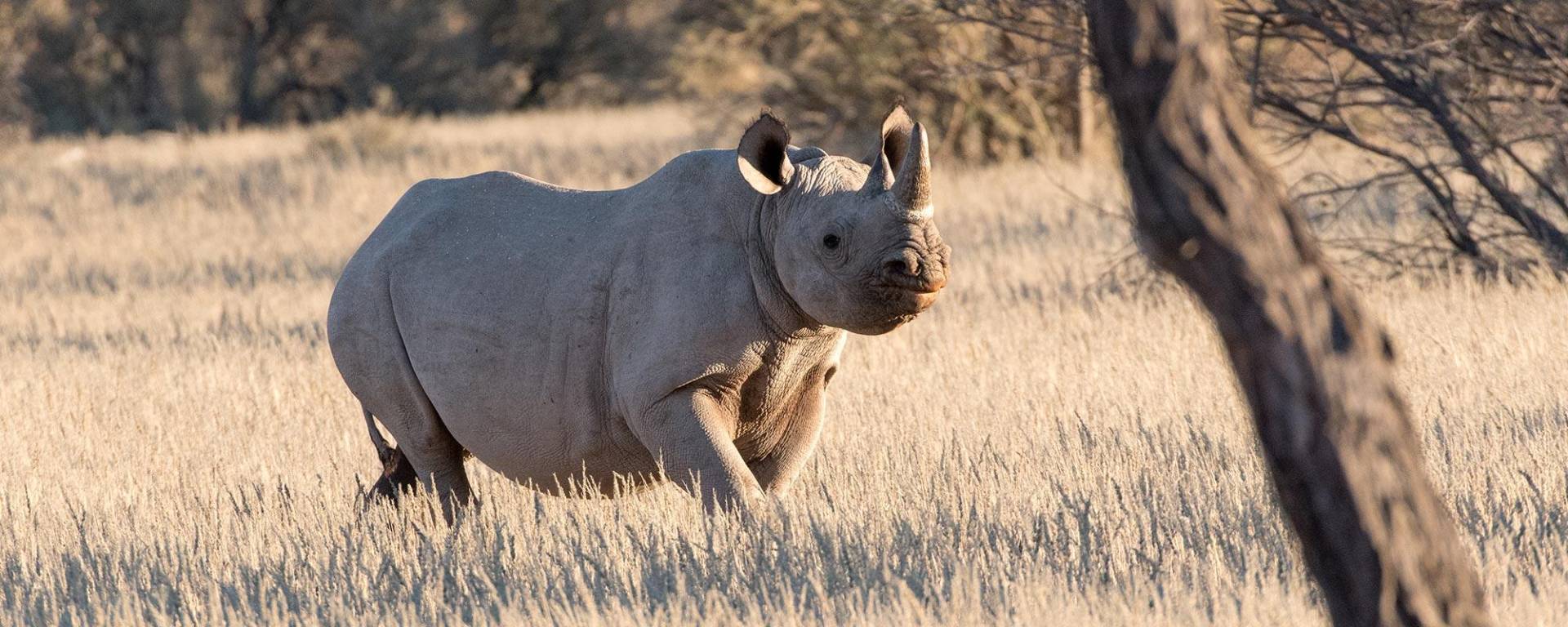 Nashornschutzgebiet in Namibia