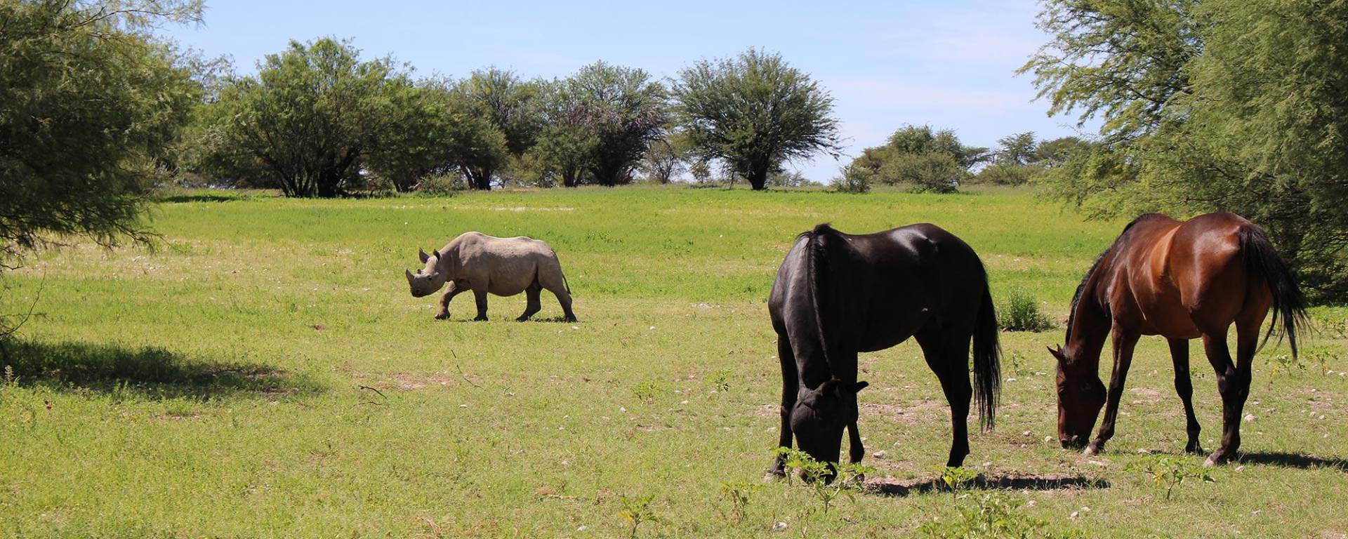 Rhino observation from horse back